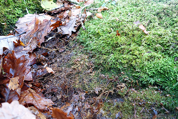 This is the last known spot where Hageniella micans grew at Coed Aber Artro, now with detrital build-up, half-dead Heterocladium heteropterum and bourgeoning Isothecium myosuroides