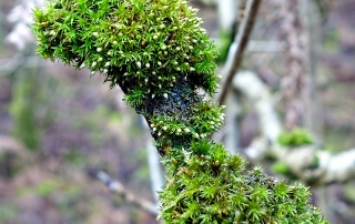 Bryophyte Survey Orthotrichum pulchellum