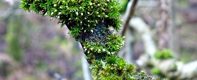 Bryophyte Survey Orthotrichum pulchellum