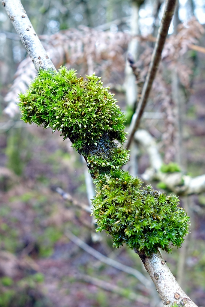 Bryophyte Survey Alderley Edge