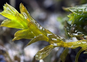 Bryophyte survey