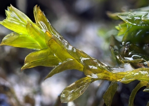 Bryophyte survey