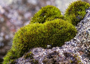 Bryophyte surveyor