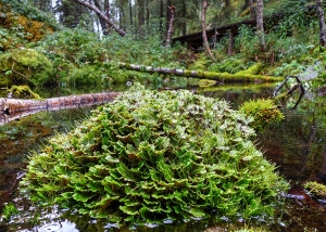 Bryophyte surveyor