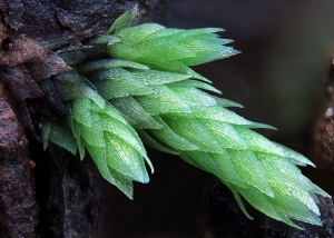 Bryophyte consultancy