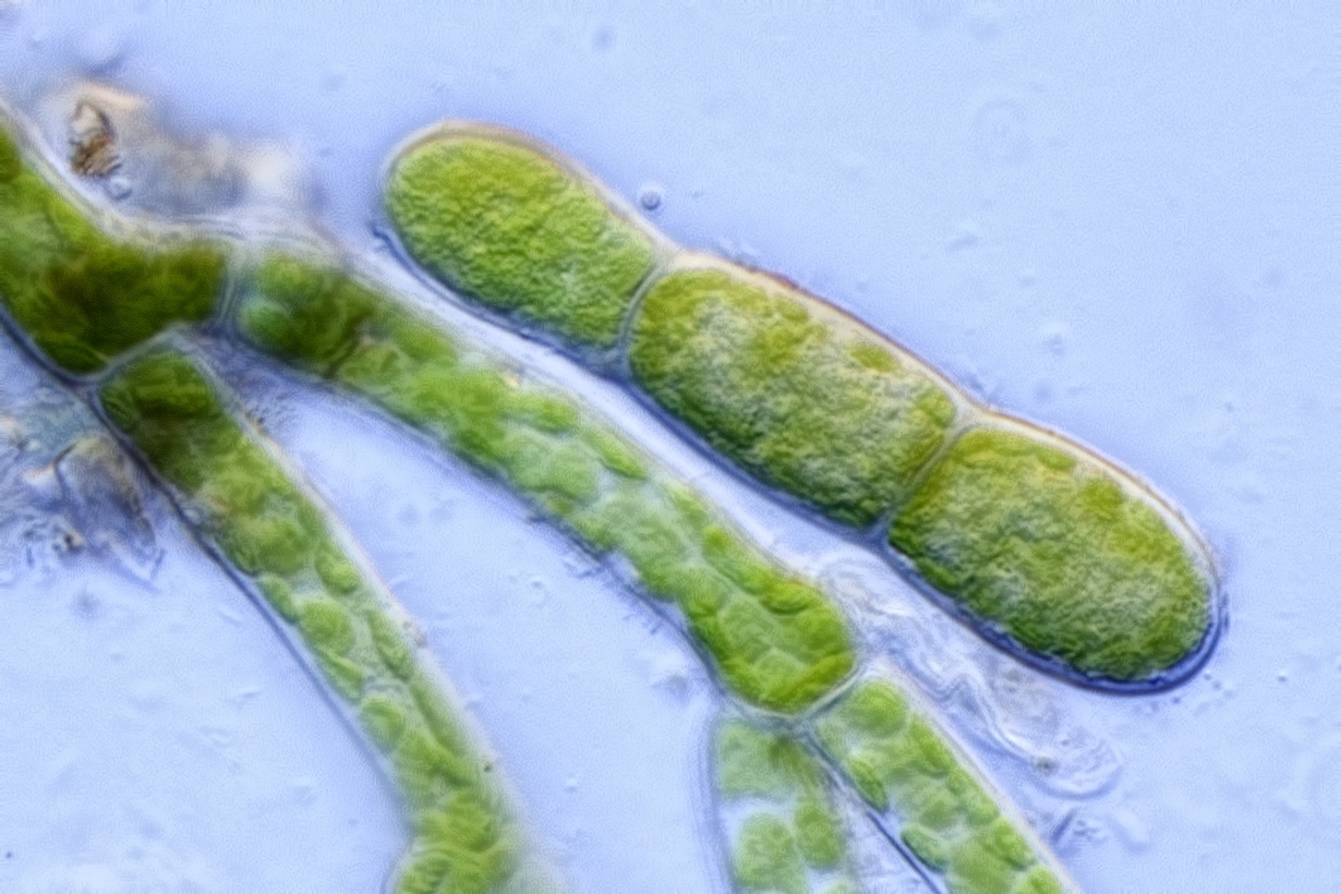 Scopelophila cataractae gemma