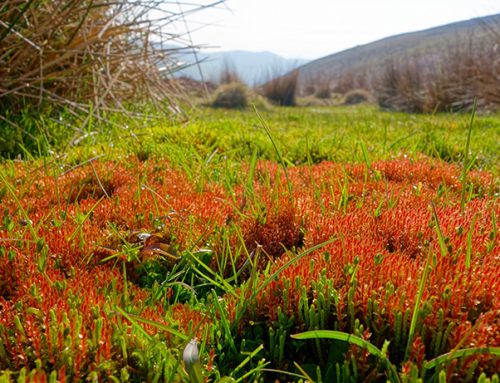 The Long Mynd: survey illustrates exceptional importance for bryophytes