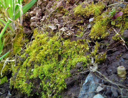 Quick comeback of a rare moss at Greeb Point