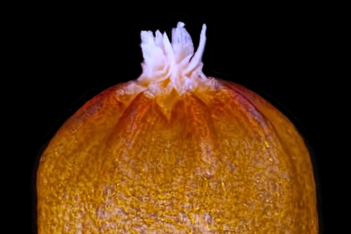 Extinct moss refound in Wales